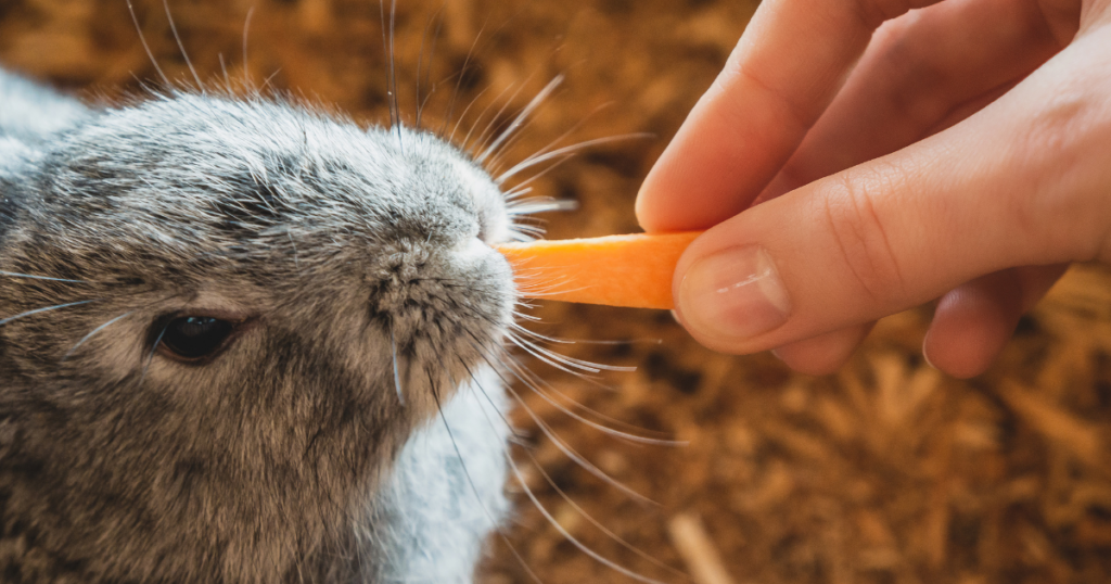 Ein Kaninchen, das eine Karotte isst.